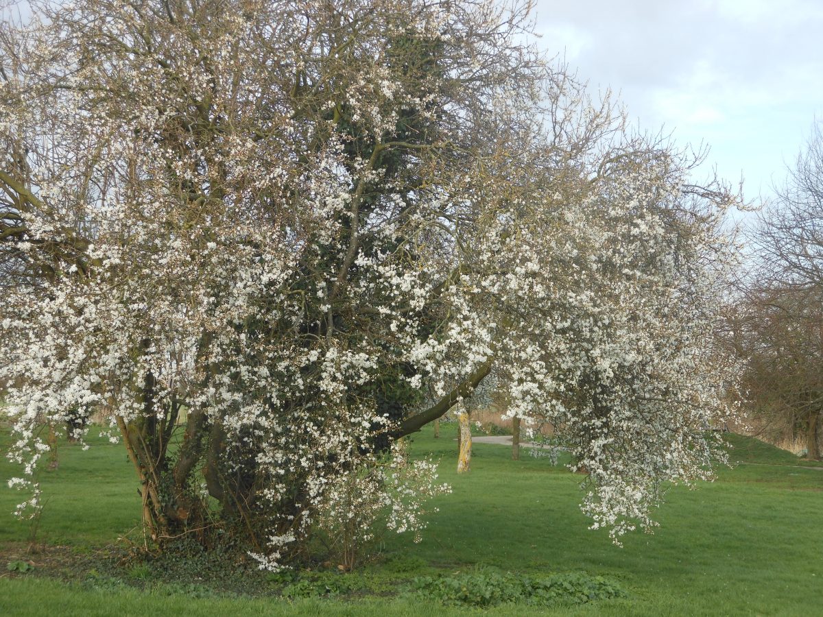 Blossoms in Shoebury